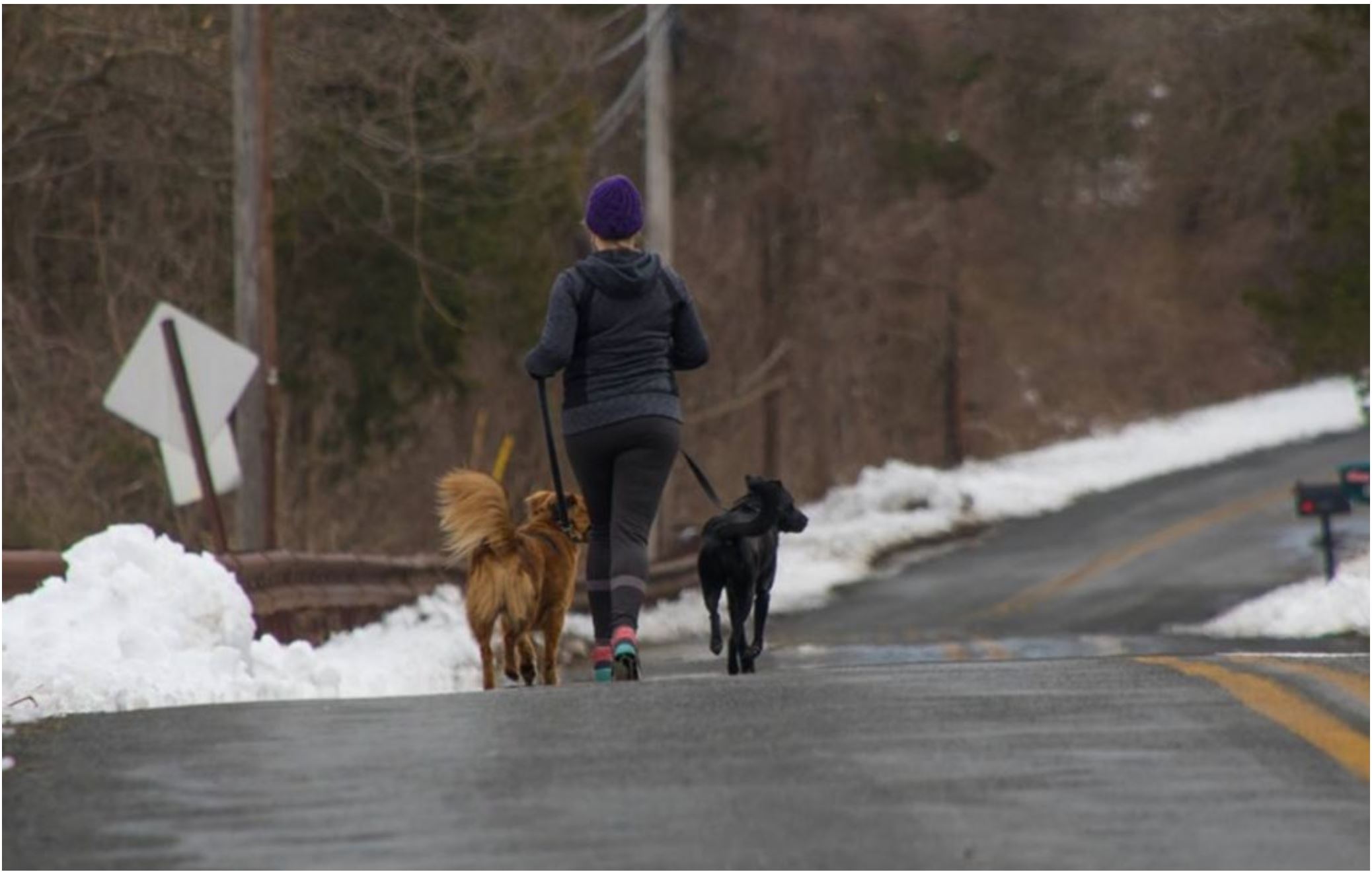 Running with Dogs